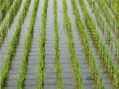 روشتة نصائح  للمزارعين بشأن التعامل مع محصول الأرز 