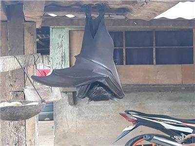 بالحجم البشري.. خفاش عملاق يثير الجدل على «السوشيال ميديا»