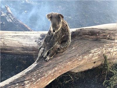 الكوالا أحد الحيوانات التي أصابها الانقراض الوظيفي