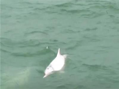دلافين بيضاء مهددة بالانقراض تلهو في مياه هونج كونج