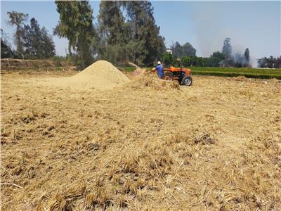 جمع وتدوير أكثر من 575 ألف طن قش الأرز في 6 محافظات