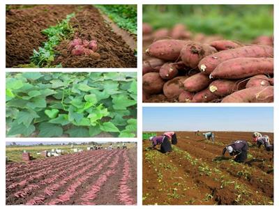 تعرف على طرق زراعة «البطاطا» وكيفية التعامل معها