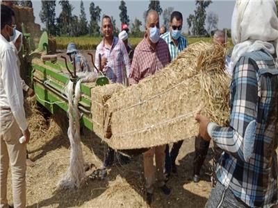 جانب من حقول تدوير وجمع قش الأرز بمحافظة البحيرة