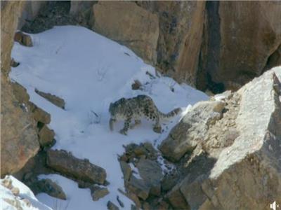 نهاية مفاجئة لفهد يصطاد فريسته ويسقط بها من على قمة الجبل