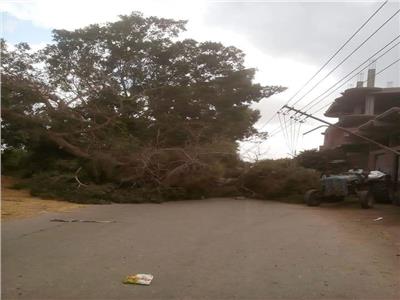 سقوط شجرة بسبب شدة الرياح في الغربية