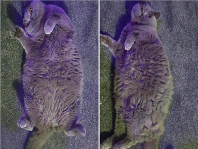  «القطة المفجوعة» ..تعاني من السمنة وزنها 7 كيلو 