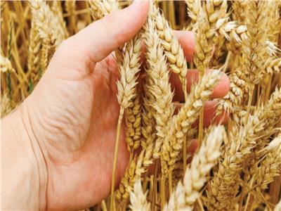 توصيات للتعامل مع محصول القمح