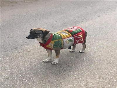 كلب بلدي يلبس "بلوفر "من شدة البرد في المعادي  