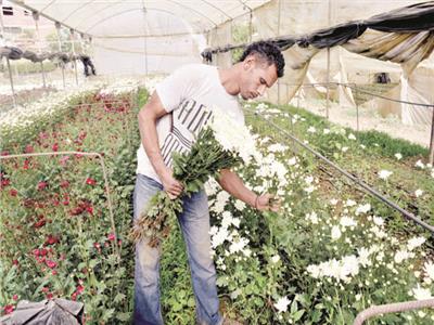 هناك ما يقرب من مليون شخص يعمل فى قطاع زراعة الزهور والمهن المتصلة بها 