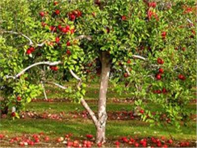  أشجار «الفاكهة المتساقطة»