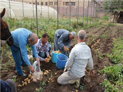 مزارع جامعة المنوفيه توفر منتجات زراعيه