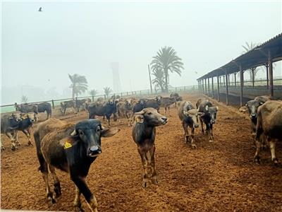 تطوير مزارع الثروة الحيوانية 