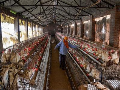 إنفلونزا الطيور تدمر عشرات الآلاف من الدجاج