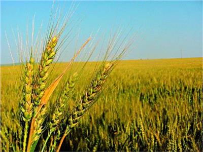 الزراعة تشكل لجان للمرور على حقول القمح