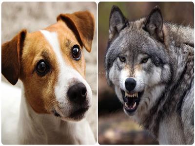 كيف تحول الذئب إلى كلب