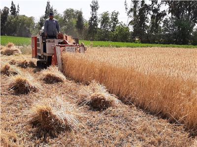 رد حكومي حاسم على "تراجع مساحة زراعة القمح" في 2021