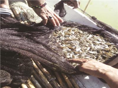  اطلاق ملايين زريعة الأسماك ببحيرة البرلس