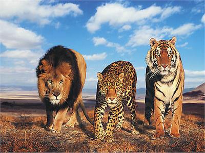 يتعلم منها البشر.. كيف تفكر الأسود والنمور والفهود كـ«قادة»؟