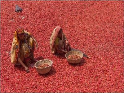 نساء تعمل في حقول الفلفل الأحمر بنجلاديش 