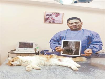 د. القصبى وأمامه القطة سيمبا بعد إنقاذ حياتها