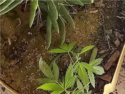 المخدرات نبات البانجو