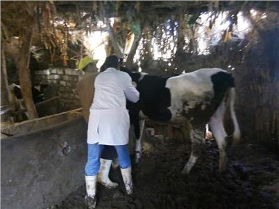 تحصين 142 ألف رأس ماشية ضد الجلد العقدي بالمنوفية