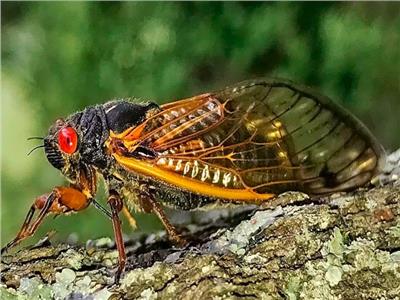  حشرات السيكادا «Brood X»