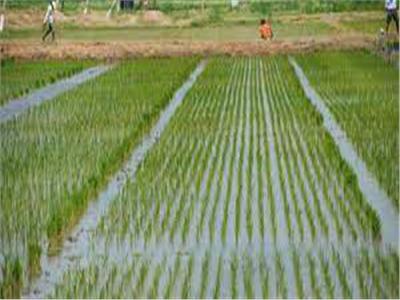 غرامة تبديد مياه لمخالفة زراعة الأرز مع اتخاذ الاجراءات القانونية 
