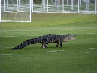 تمساح يقتحم ملعبا أثناء تدريب اللاعبين