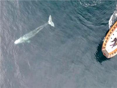  الحوت ضل طريقه وسبح إلى المحيط الأطلسى 