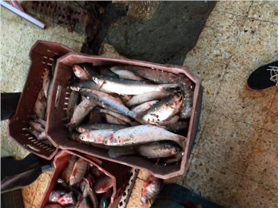  ضبط 40 كجم أسماك مملحه وتحرير 98 مخالفة لمنشآت غذائية خلال حملات رقابية بالمنيا