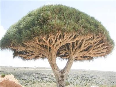  شجرة عمرها 50 مليون عام لا يتوقف نزيفها
