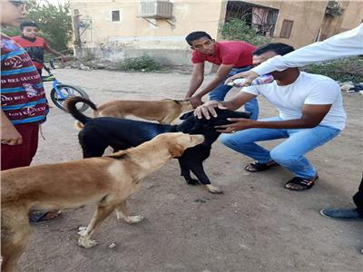 إنطلاق حملة تطعيم وتعقيم كلاب الشوارع فى أسوان