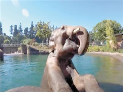 «الفيلة» فى حمام السباحة