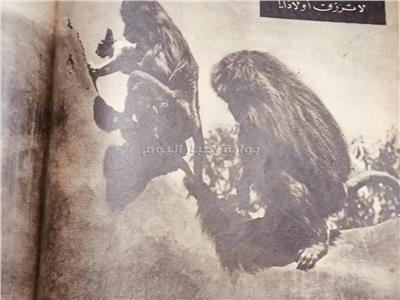 «مرجانة تربي قطاً».. أغرب حالة تبني في مصر