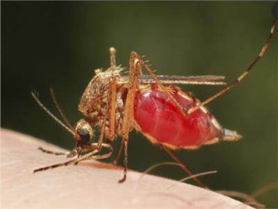 عدوى الملاريا