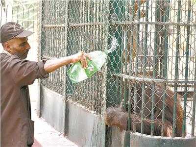 عمال الحديقة يلجأون إلى تبريد الحيوانات بالماء