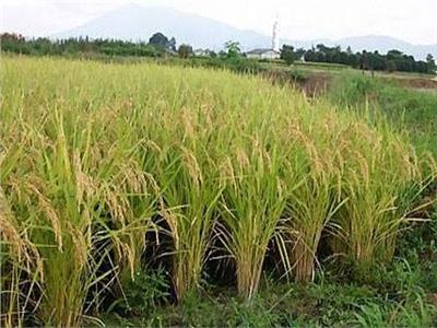 زراعة الأرز - صورة أرشيفية