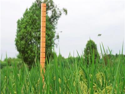 معيار لقياس ارتفاع الأرز العملاق في الحقل التجريبي في قرية تشانغهونغ