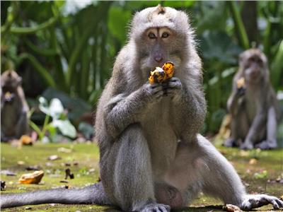 القرود تهجم على منازل القرويين في بالي بحثًا عن الطعام