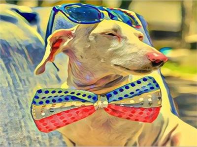 قصة كلب «أمهق».. من ملجأ حيوانات لنجم السوشيال ميديا