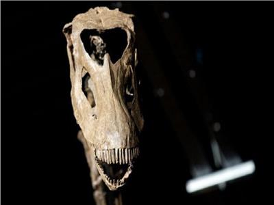 ديناصور - صورة أرشيفية