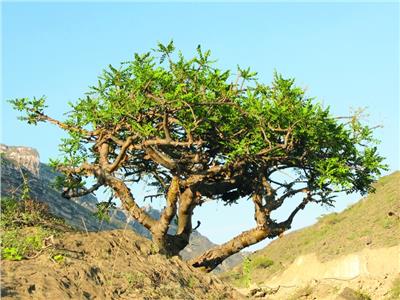 صورة شجرة اللبان
