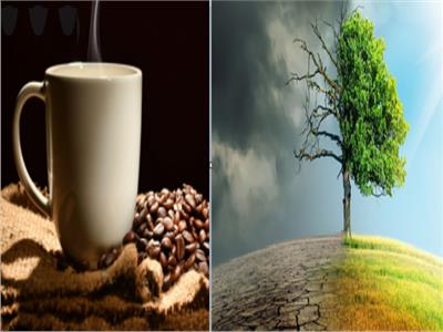 تغير المناخ والقهوة