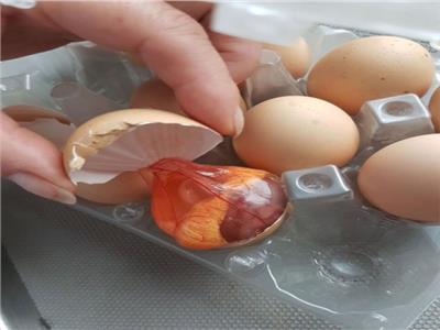 إنعاش حياة جنين دجاجة داخل بيضة مفتوحة