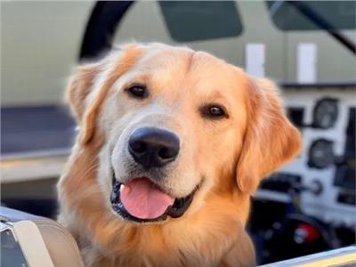 كلب يسافر على متن طائرة خاصة لمدة طويلة