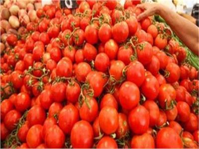 توصيات هامة لمزارعي محصول الطماطم 