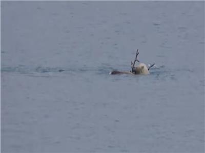 دب قطبي يصطاد وعلا عملاقا في البحر