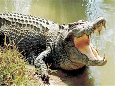 التمساح بولاية أوتار براديش 