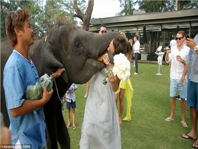 فيل يأكل العروس